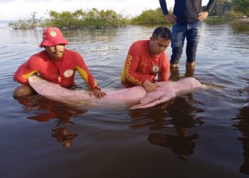 Golfinho preso em rede de pesca é resgatado por bombeiros na região do Xingu, no Pará | Pará