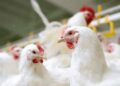 Gripe aviária: África do Sul e Cingapura retomam importação de frango brasileiro | Variedades