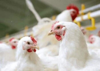 Gripe aviária: África do Sul e Cingapura retomam importação de frango brasileiro | Variedades