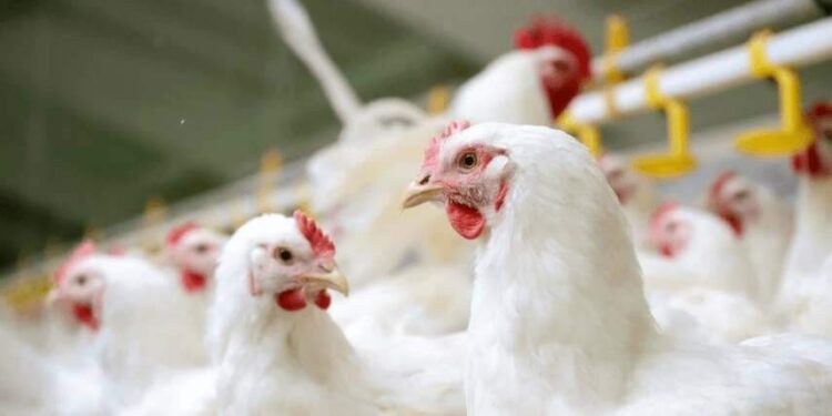 Gripe aviária: África do Sul e Cingapura retomam importação de frango brasileiro | Variedades