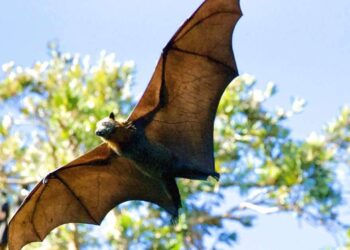 Homem morre após contrair vírus raro transmitido por morcego | Mundo