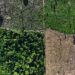 Inpe: alertas de desmatamento na Amazônia sobem 27% no 1º semestre | Meio Ambiente