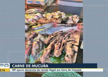 MP apura denúncia de venda de carne de gambá em feira de Cametá, no Pará