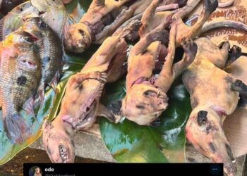 Ministério Público solicita fiscalização em feira de Cametá após denúncia de venda de mucuras | Pará