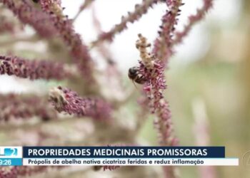 O poder da floresta: própolis de abelha amazônica cicatriza melhor que pomada comercial, aponta estudo | Pará