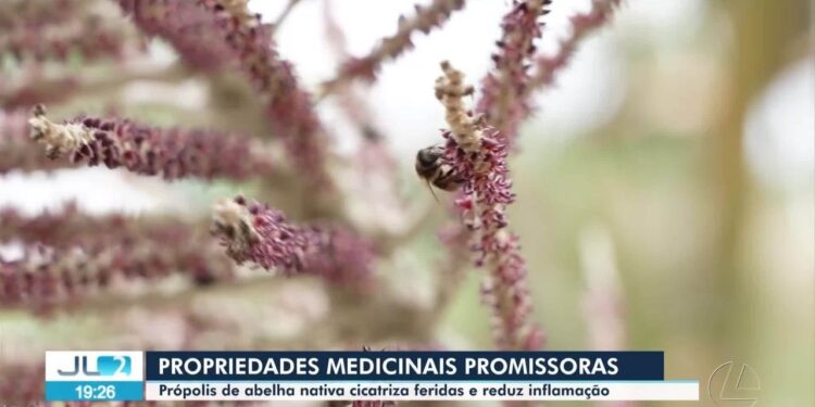 O poder da floresta: própolis de abelha amazônica cicatriza melhor que pomada comercial, aponta estudo | Pará