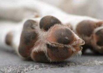 PC investiga mortes de animais por suposto envenenamento em Ananindeua | Polícia