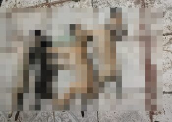 Polícia investiga morte de animais por suspeita de envenenamento na Grande Belém