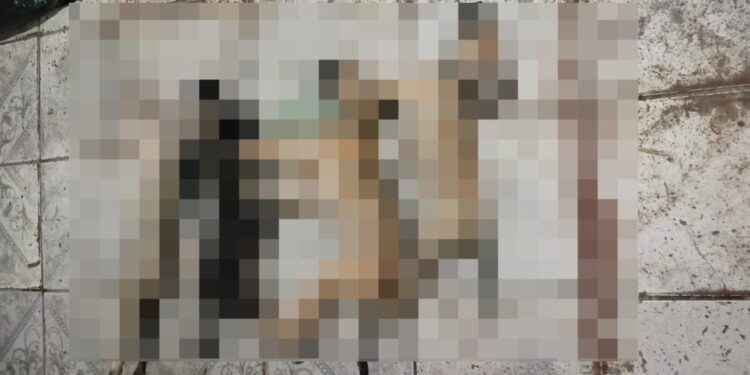 Polícia investiga morte de animais por suspeita de envenenamento na Grande Belém