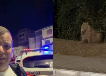 Prefeito expõe caso de vandalismo e descobre que os criminosos eram apenas capivaras | Brasil