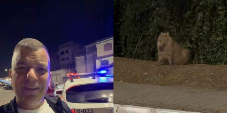 Prefeito expõe caso de vandalismo e descobre que os criminosos eram apenas capivaras | Brasil