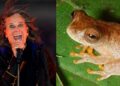 Sapo Ozzy: conheça a espécie amazônica batizada em homenagem ao 'Príncipe das Trevas' | Pará