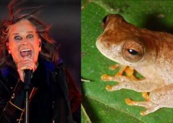 Sapo Ozzy: conheça a espécie amazônica batizada em homenagem ao 'Príncipe das Trevas' | Pará