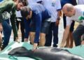 Seis peixes-boi reabilitados são devolvidos aos rios no oeste do Pará | Belém