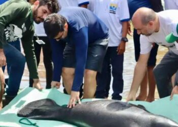 Seis peixes-boi reabilitados são devolvidos aos rios no oeste do Pará | Belém