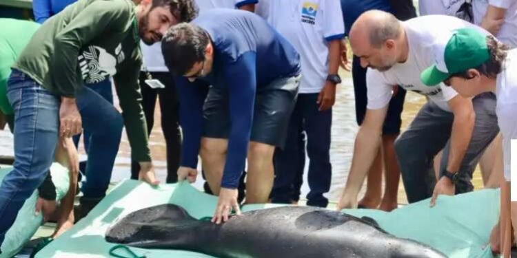 Seis peixes-boi reabilitados são devolvidos aos rios no oeste do Pará | Belém