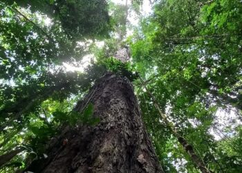 Últimos dias: editais ofertam R$ 2 milhões em incentivo a projetos sustentáveis na Amazônia | Pará