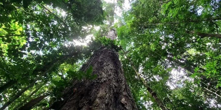 Últimos dias: editais ofertam R$ 2 milhões em incentivo a projetos sustentáveis na Amazônia | Pará