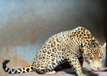 VÍDEO: onça-pintada resgatada de cativeiro ilegal no Pará é trazida para o zoobotânico de Rio Preto | São José do Rio Preto e Araçatuba