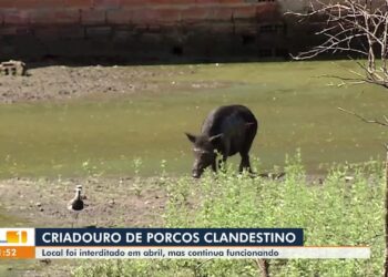 VÍDEOS: JL1 de quinta-feira, 24 de julho de 2025