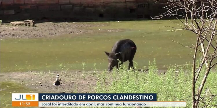 VÍDEOS: JL1 de quinta-feira, 24 de julho de 2025