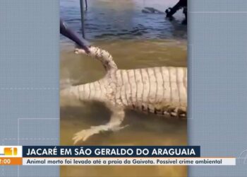 Vídeo mostra jacaré sendo puxado por barco até praia e cercado por banhistas no rio Araguaia