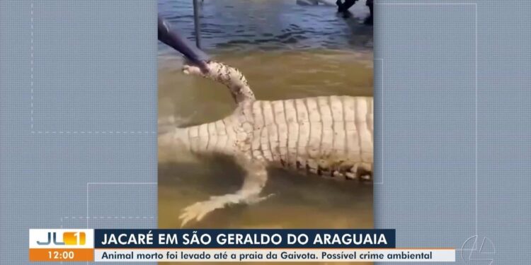Vídeo mostra jacaré sendo puxado por barco até praia e cercado por banhistas no rio Araguaia