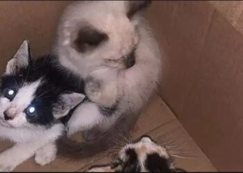 Vítimas de maus-tratos e famintos, sete filhotes de gatos são resgatados no bairro do Reduto, em Belém | Pará