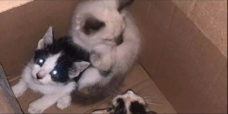 Vítimas de maus-tratos e famintos, sete filhotes de gatos são resgatados no bairro do Reduto, em Belém | Pará