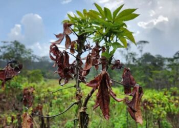 'Vassoura-de-bruxa': MPPA abre procedimento para monitorar medidas contra praga da mandioca