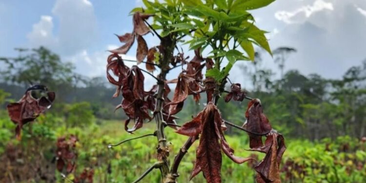 'Vassoura-de-bruxa': MPPA abre procedimento para monitorar medidas contra praga da mandioca