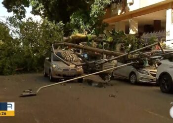 Árvore cai, atinge poste, carros e interrompe trânsito em Belém; VÍDEO
