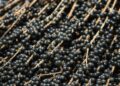 Audiência pública discute operação de alimentação da COP30 e participação de produtores locais em Belém
