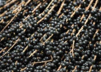 Audiência pública discute operação de alimentação da COP30 e participação de produtores locais em Belém