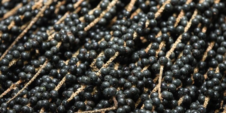 Audiência pública discute operação de alimentação da COP30 e participação de produtores locais em Belém