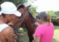 Cavalos usados em charretes na ilha de Maiandeua, no PA, recebem vacinação e atendimento veterinário