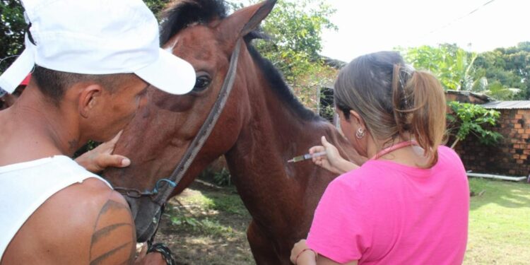 Cavalos usados em charretes na ilha de Maiandeua, no PA, recebem vacinação e atendimento veterinário