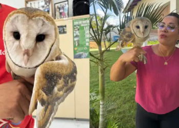 Coruja é resgatada em São Geraldo do Araguaia, no Pará