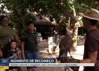 Gavião-caboclo resgatado de maus-tratos ganha nova chance no Mangal das Garças, no Pará