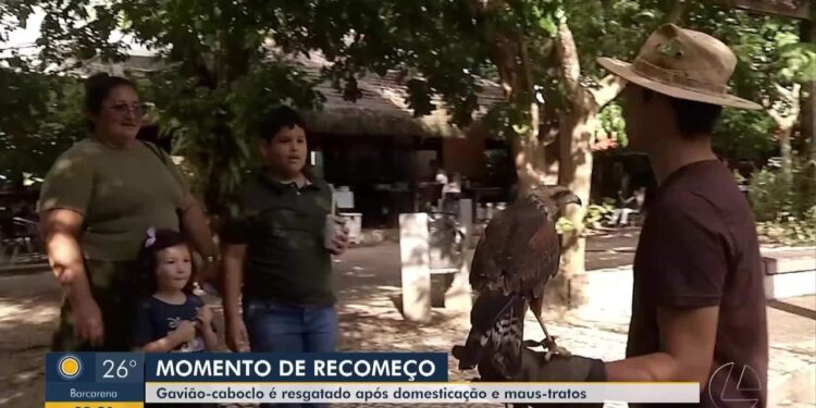 Gavião-caboclo resgatado de maus-tratos ganha nova chance no Mangal das Garças, no Pará