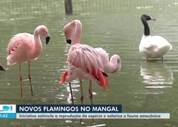 Mangal das Garças recebe flamingos 'de fora' e aposta em truques para formar casais