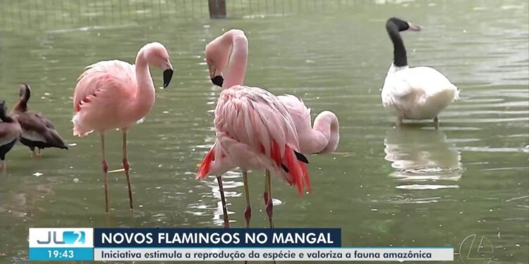 Mangal das Garças recebe flamingos 'de fora' e aposta em truques para formar casais