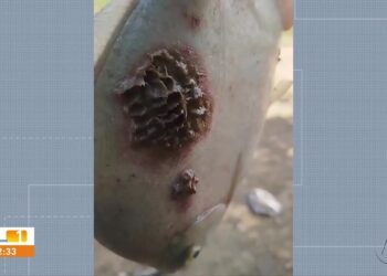 Peixes com manchas e carne podre assustam no Pará