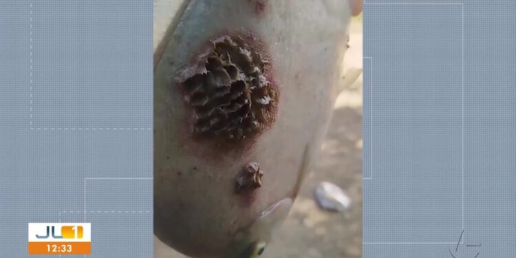 Peixes com manchas e carne podre assustam no Pará