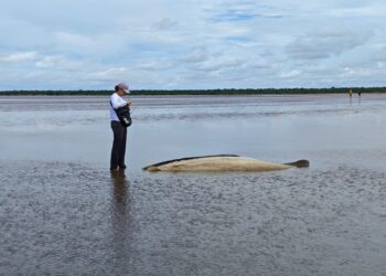 Projeto do Amapá estuda espécie de baleia de 14 metros encalhada morta em ilha do PA  | Amapá