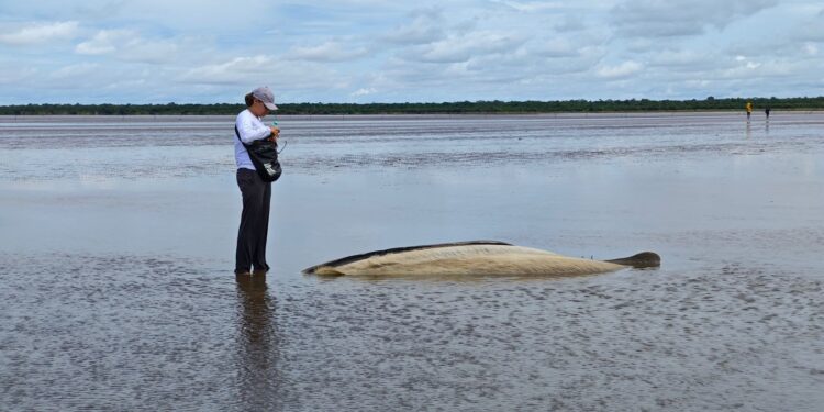 Projeto do Amapá estuda espécie de baleia de 14 metros encalhada morta em ilha do PA  | Amapá