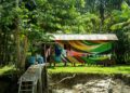 Street River Amazônia colore fachadas de comunidades ribeirinhas em edição especial para COP, em Belém