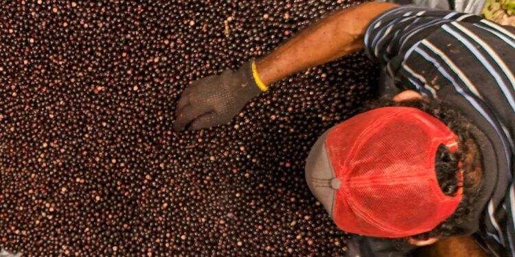 Após proibição e liberação de açaí na COP 30, nova lei no PA cria regras para venda no estado; entenda